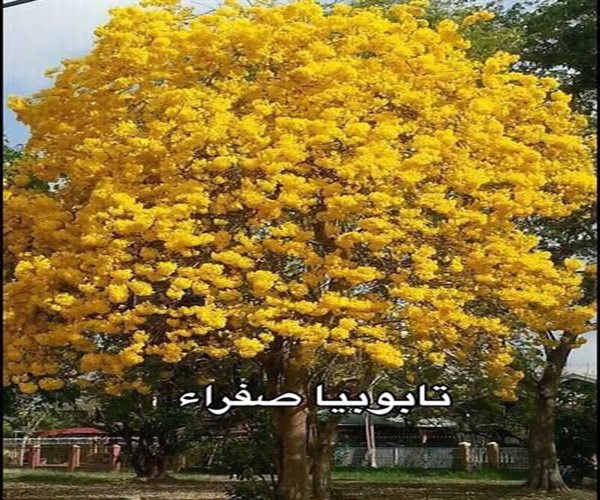 تابوبيا صفراء ..أشجار ناجحة في الحدائق العامة والشوارع في السعودية