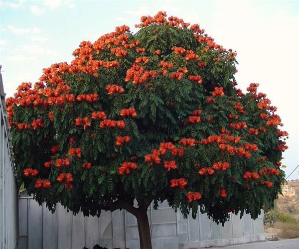 شجرة الخزامى الأفريقية من أجمل أشجار الزينة. دائمة الخضرة. ودائمة التزهير ومناسبه زراعتها في السعودية